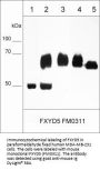 Anti-FXYD5/Dysadherin (Extracellular region) Antibody