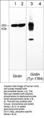 Anti-Girdin (C-terminus) Antibody