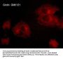 Anti-Girdin (C-terminus) Antibody
