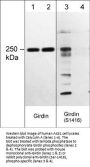 Anti-Girdin (Ser-1416), Phosphospecific Antibody