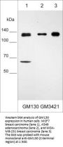 Anti-GM130 (C-terminal region) Antibody