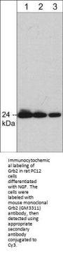 Anti-Grb2 Antibody