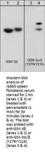 Anti-GSK-3α/β (Tyr-279/Tyr-216), Phosphospecific Antibody