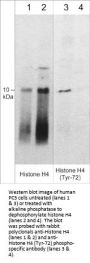 Anti-Histone H4 (Tyr-72), Phosphospecific Antibody
