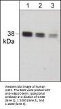 Anti-IκBα (C-terminus) Antibody