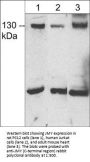 Anti-JMY (C-terminal region) Antibody