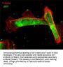 Anti-JMY (C-terminal region) Antibody