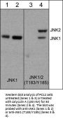 Anti-JNK (Thr-183/Tyr-185), Phosphospecific Antibody