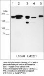 Anti-L1CAM (Extracellular) Antibody