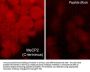 Anti-MeCP2 (C-terminus) Antibody