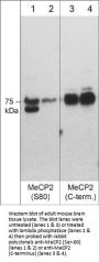 Anti-MeCP2 (Ser-80), Phosphospecific Antibody