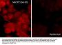 Anti-MeCP2 (Ser-80), Phosphospecific Antibody