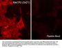 Anti-MeCP2 (Ser-421), Phosphospecific Antibody