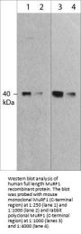 Anti-MuRF1 (C-terminal region) Antibody