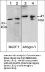 Anti-MuRF1 (C-terminal region) Antibody