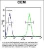 CRCT1 Antibody (N-term)