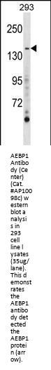 AEBP1 Antibody (Center)