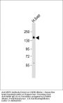 AEBP1 Antibody (Center)