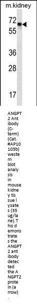ANGPT2 Antibody (C-term)
