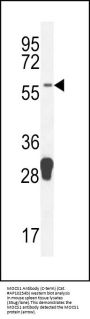 MOCS1 Antibody (C-term)
