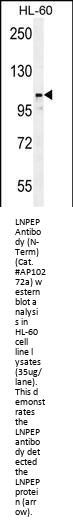 LNPEP Antibody (N-Term)