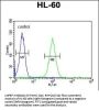 LNPEP Antibody (N-Term)