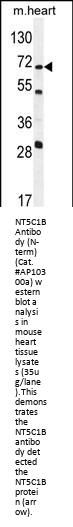 NT5C1B Antibody (N-term)