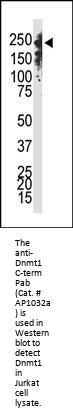Dnmt1 Antibody (C-term S1602)