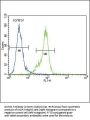 Dnmt1 Antibody (C-term S1602)