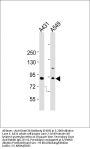 Dnmt3b Antibody