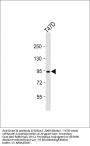 Dnmt3b Antibody