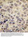 Dnmt3b Antibody