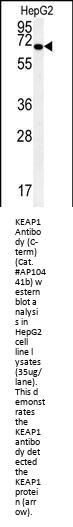 KEAP1 Antibody (C-term)