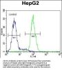 KEAP1 Antibody (C-term)