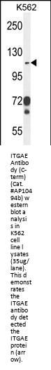ITGAE Antibody (C-term)