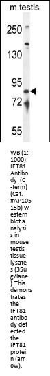IFT81 Antibody  (C-term)