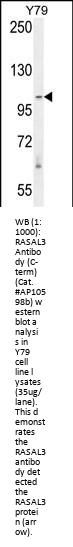RASAL3 Antibody (C-term)