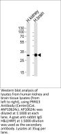 PRRG3 Antibody (Center)