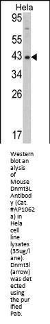Mouse Dnmt3L Antibody