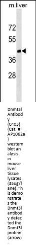 Mouse Dnmt3L Antibody