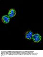 NFKBIL1 Antibody (Center)