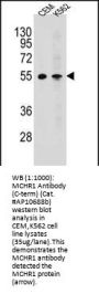 MCHR1 Antibody (C-term)