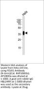 FOLR1 Antibody (N-term)