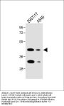 FOLR1 Antibody (N-term)