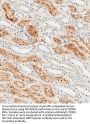 FOLR1 Antibody (N-term)