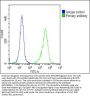 FOLR1 Antibody (N-term)