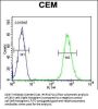 CD37 Antibody (Center)