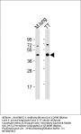 NKX2-1 Antibody (N-term)
