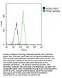 NKX2-1 Antibody (N-term)