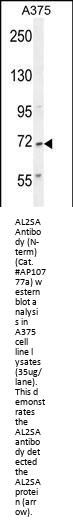 AL2SA Antibody  (N-term)